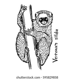 Verreaux's sifaka - vector illustration sketch hand drawn with black lines, isolated on white background