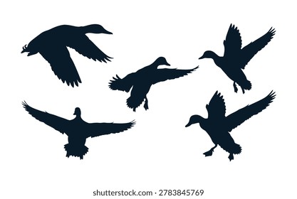 A versatile collection of solid black vector silhouettes featuring ducks in various flight, landing, and soaring positions. These clean, high-contrast shapes are perfectly optimized for duck hunting logos, decal designs, outdoor apparel, embroidery, and hunting club merchandise.