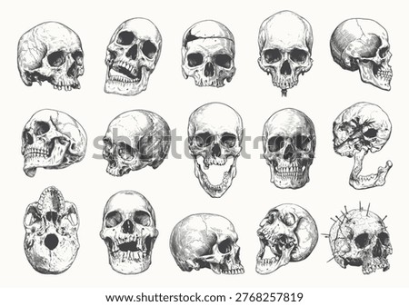 A versatile set of detailed human skull illustrations in various angles, created in a classic vintage engraving style. Perfect for gothic apparel design, tattoo flash sheets, anatomical graphics, and edgy merchandise.