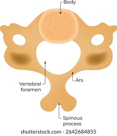 Diagrama de Ilustração de Design de Vetor de Anatomia Vertebra