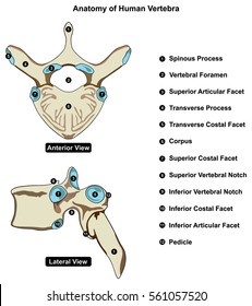 vertebral column Images, Stock Photos & Vectors | Shutterstock