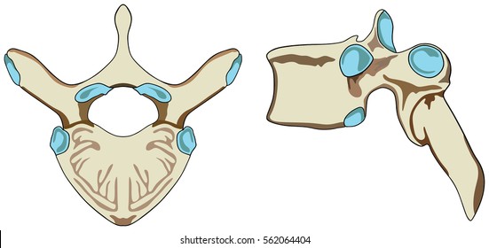 Vertebra of Vertebral Column of Human Body Anatomy in both anterior and lateral view with all bone surface for medical education vector