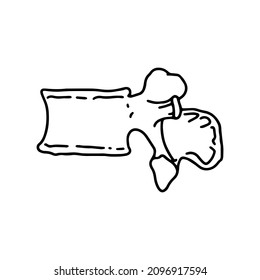 The vertebrae of the human spine. Drawn by lines on white background. Vector Stock illustration.