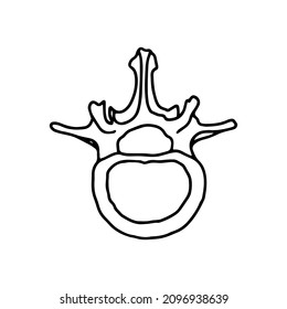 The Vertebrae Of The Human Spine. Drawn By Lines On White Background. Vector Stock Illustration.