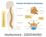 Vertebrae spinal cord anatomy infographics with set of isolated scientific images human body silhouette and text vector illustration