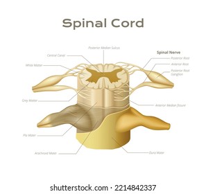 Vertebrae spinal cord anatomy infographics with medical educational view of spine segment with editable text captions vector illustration