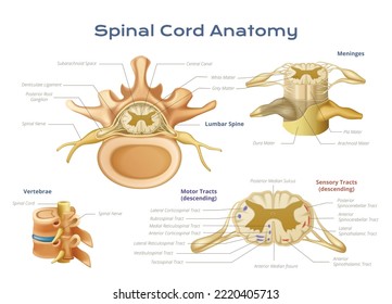 Vertebrae spinal cord anatomy infographics with scientific diagram of spine elements with pointers and text captions vector illustration