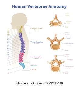 Infografías de anatomía de la médula espinal de vértebras con diagrama de segmentos de columna codificados por color con leyendas de texto editables ilustración vectorial