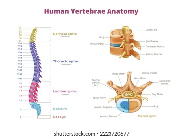 Vertebrae spinal cord anatomy infographics with color coded zones of spine and isolated spinal bone images vector illustration