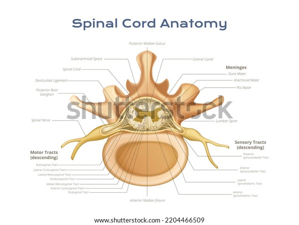 Vertebrae Spinal Cord Anatomy Infographics Profile Stock Vector ...