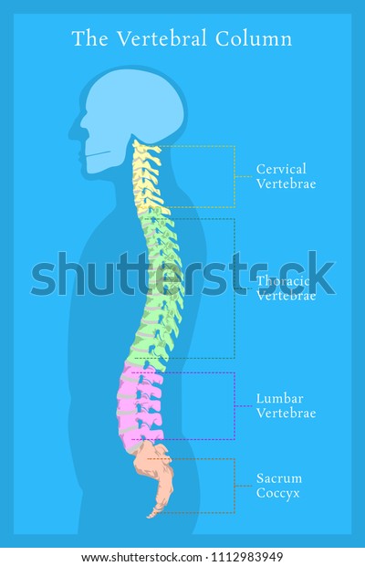 Vertebral Column All Vertebrae Cervical Thoracic Stock Vector (Royalty ...