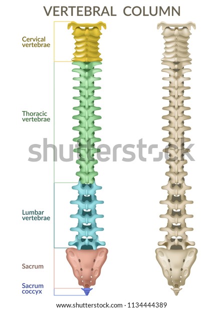 Vertebral Column Back View Human Skeleton Stock Vector (Royalty Free ...