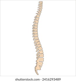 vertebral column backbone anatomy illustration