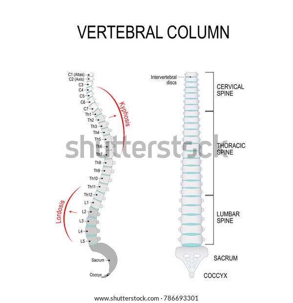 Vertebral Column Cervical Thoracic Lumbar Spine Stock Vector (Royalty ...