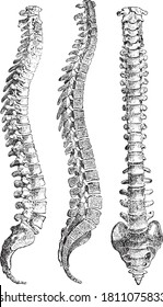 Vertebral Column, From The Dictionary Of Word And Things, 1888.