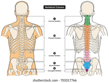 Vertebral Column of Human Body Anatomy infograpic diagram including all vertebra cervical thoracic lumbar sacral and coccygeal for medical science education and healthcare