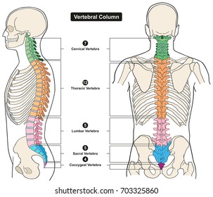 Vertebral Column of Human Body Anatomy infograpic diagram including all vertebra cervical thoracic lumbar sacral and coccygeal for medical science education and healthcare