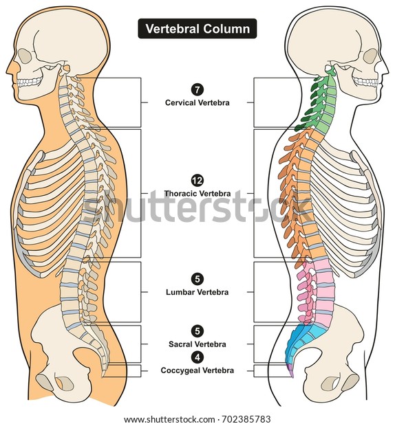 Vertebral Column of\
Human Body Anatomy infograpic diagram including all vertebra\
cervical thoracic lumbar sacral and coccygeal for medical science\
education and\
healthcare