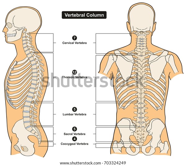 Vertebral Column of
Human Body Anatomy infograpic diagram including all vertebra
cervical thoracic lumbar sacral and coccygeal for medical science
education and
healthcare