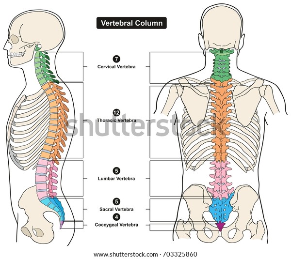 人体脊柱解剖学信息图 包括所有脊椎颈椎胸腰椎和尾骨 用于医学教育和医疗保健库存矢量图 免版税
