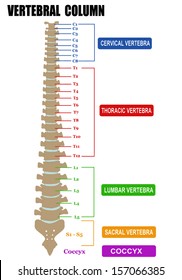 Vertebral column - including Vertebra Groups ( Cervical, Thoracic, Lumbar, Sacral ), vector illustration (for basic medical education, for clinics & Schools)