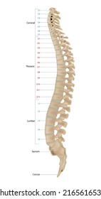 Vertebral Column Known Backbone Spine Human Stock Vector (Royalty Free ...