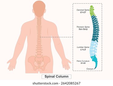 The vertebral column also known as the backbone or the spine is a column of approximately 33 small bones, called vertebral.Medical health care, Vector illustration.