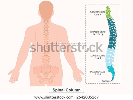 The vertebral column also known as the backbone or the spine is a column of approximately 33 small bones, called vertebral.Medical health care, Vector illustration.