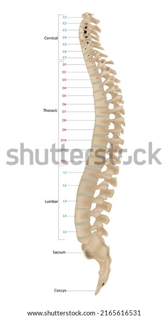 Vertebral Column Known Backbone Spine Human Stock Vector (Royalty Free ...