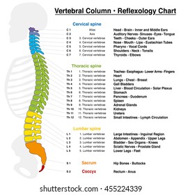 Vertebral column reflexology chart with accurate description of the corresponding internal organs and body parts, and with names and numbers of the vertebras.