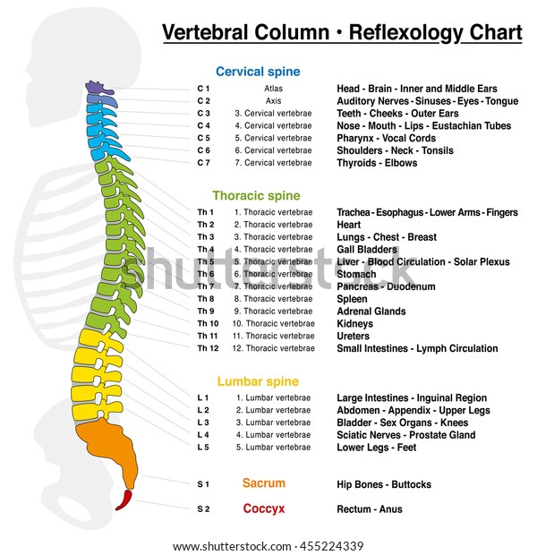椎柱反射按摩图 准确描述相应的内脏器官和身体部位 以及脊椎的名称和数字 库存矢量图 免版税