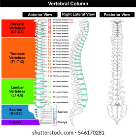 Vertebral Column Spine Structure Human Body Stock Vector (Royalty Free ...