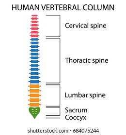 Vertebral Column spine structure of human body. View with all vertebrae groups. cervical, thoracic, lumbar, sacrum and coccyx.