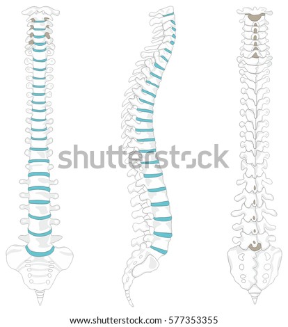 Vertebral Column spine structure of human body anterior posterior right lateral view with all vertebrae groups cervical thoracic lumbar sacrum coccyx caption for medical education vector