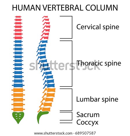 Vertebral Column Spine Structure Human Body Stock Vector (Royalty Free ...