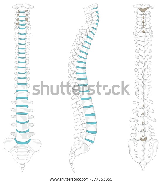 Vertebral Column spine structure of human body
anterior posterior right lateral view with all vertebrae groups
cervical thoracic lumbar sacrum coccyx caption for medical
education vector