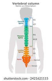 Vertebral column structure. Spine in the human body, location. Description. cervical spline, thoracic vertebrae, lumbar, pelvic, coccyx, spinal cord. Herniated disc, L4–L5 C, neck. Vector illustration