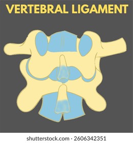 vertebral ligament diagram useful for mbbs studenta biology anatomy and healthcare industry