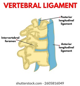 vertebral ligament with parts labelled educational design illustration useful for mbbs students anatomy biology diagram and healthcare industry