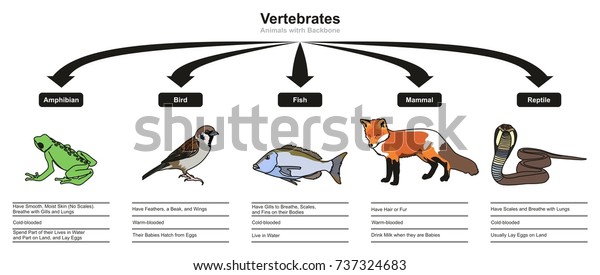 Vertebrates Animals Classifications and\
Characteristics infographic diagram showing all types including\
amphibian bird fish mammal and reptile animals for biology and\
morphology science\
education
