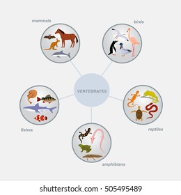 Vertebrates Classification Infographics With Round Cells And Animal Icons