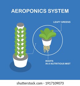 Vertical aeroponic system for growing plants without soil. Vegetables and grasses growing in the water flow system. Isometric infographics.