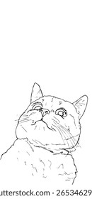 Anuncio de Vertical con gato dibujado a mano mirando hacia arriba