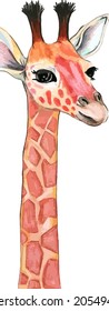 Vertical banner. Hand drawn watercolor colorful illustration of giraffe isolated on white background.