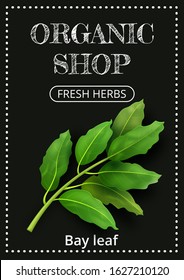 Vertical banner with a realistic bay leaf on coated chalk background. Fresh herbs, popular culinary plants, natural health care. Template for products, web banners and leaflets. Vector