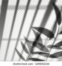 Reflejo de persianas verticales con sombra de rama de planta. Sale ensombrecido en la pared. Hoja borrosa sobre fondo transparente. Efecto de fundición de luz vectorial realista. Diseño superpuesto. Iluminación, puesta de sol