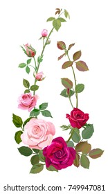 Vertical border with branch curly pink, red rose, bouquet of flowers, buds, green stems, leaves on white background, concept for design, digital draw illustration, watercolor style, vintage, vector