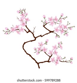 Vertical  branch of cherry blossoms. Realistic vector illustration on isolated background.