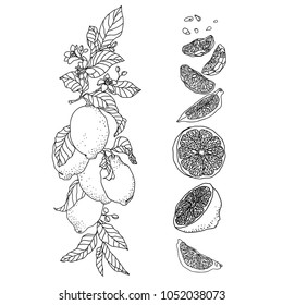 Vertical branch with flowers and fruits. There are fruit, flowers, leaves, buds, seeds and branches. Set is made in vintage pen technique