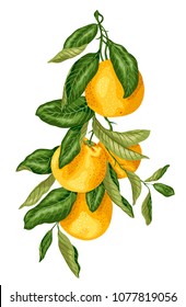Vertical branch with orange fruits made in graphic design with leaves in bright colors. The image is made in graphic realism